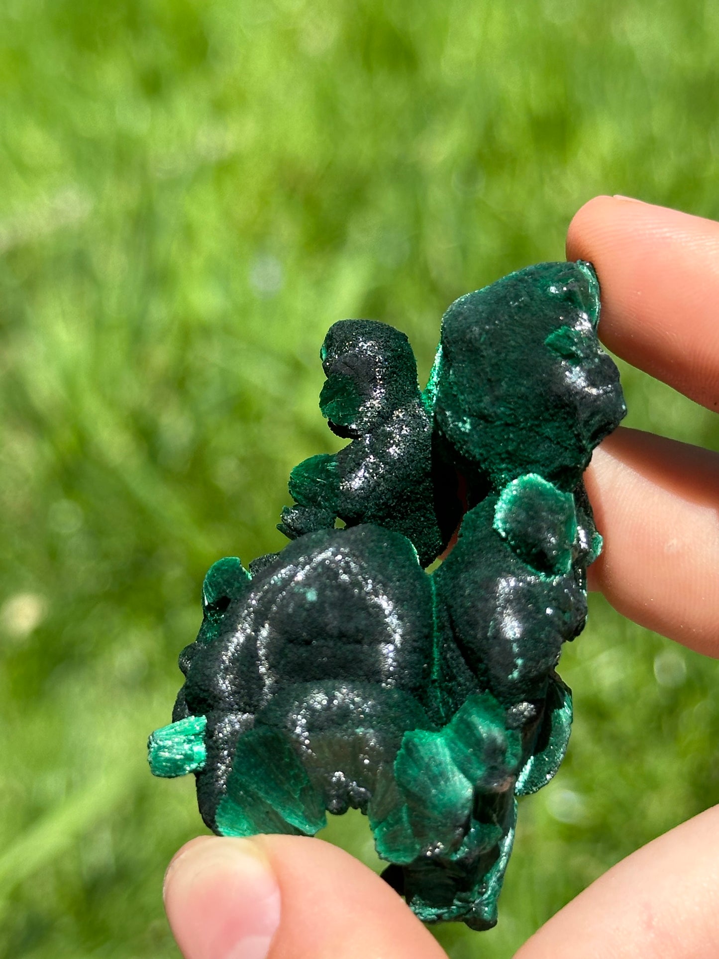 Velvet malachite