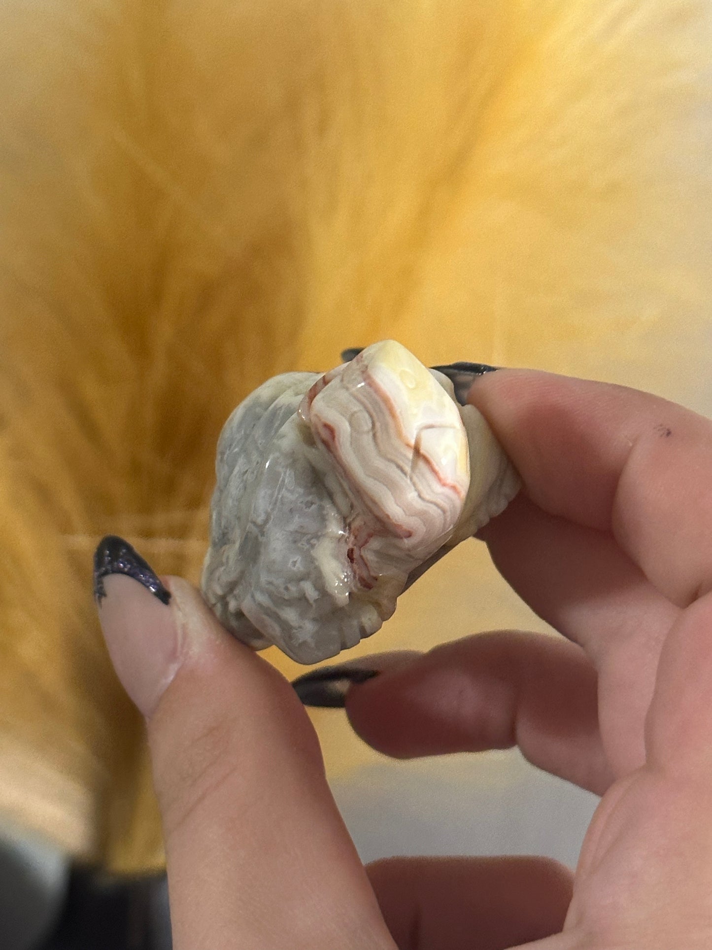 Crazy Lace Agate Tortoise