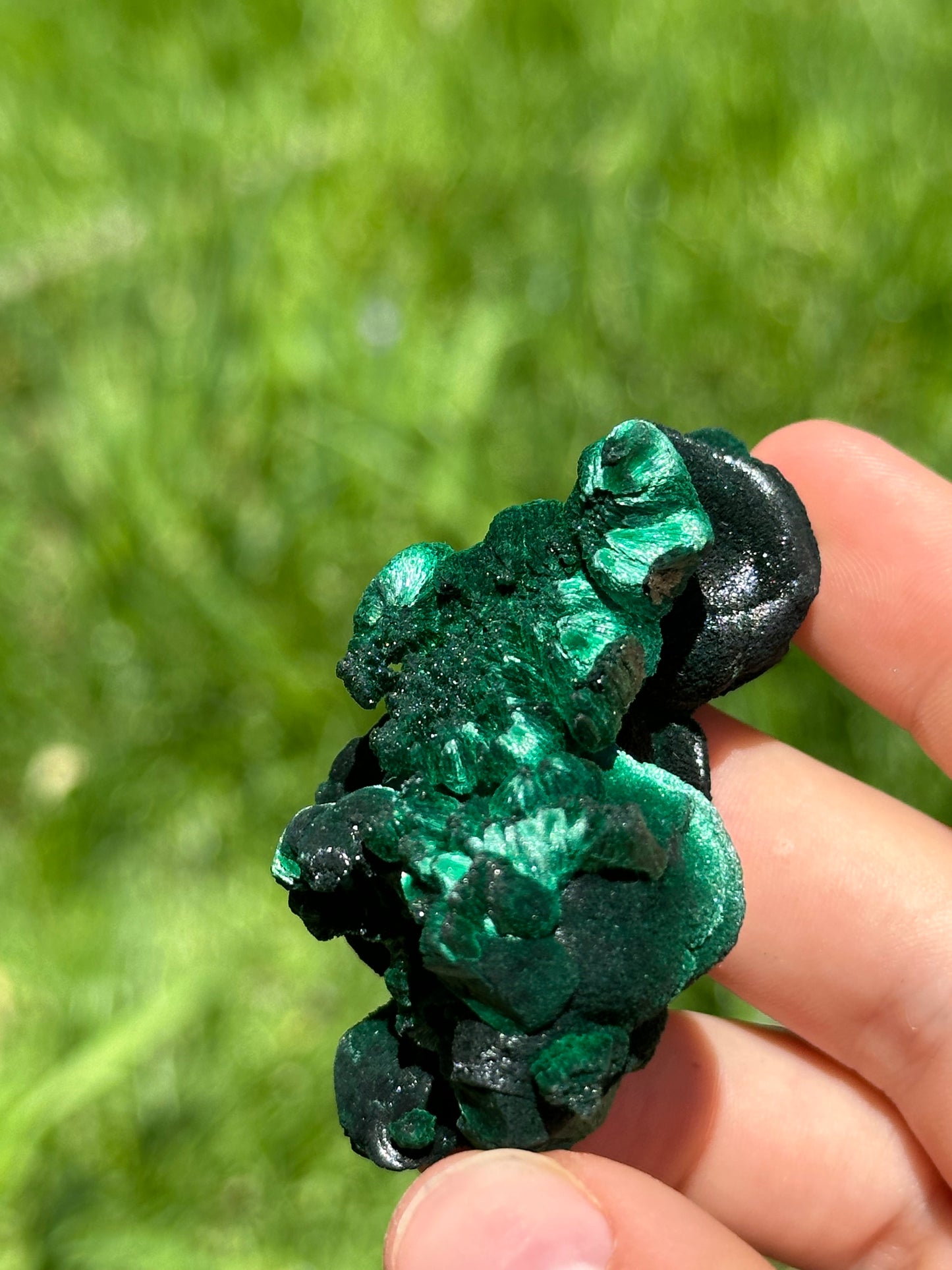 Velvet malachite