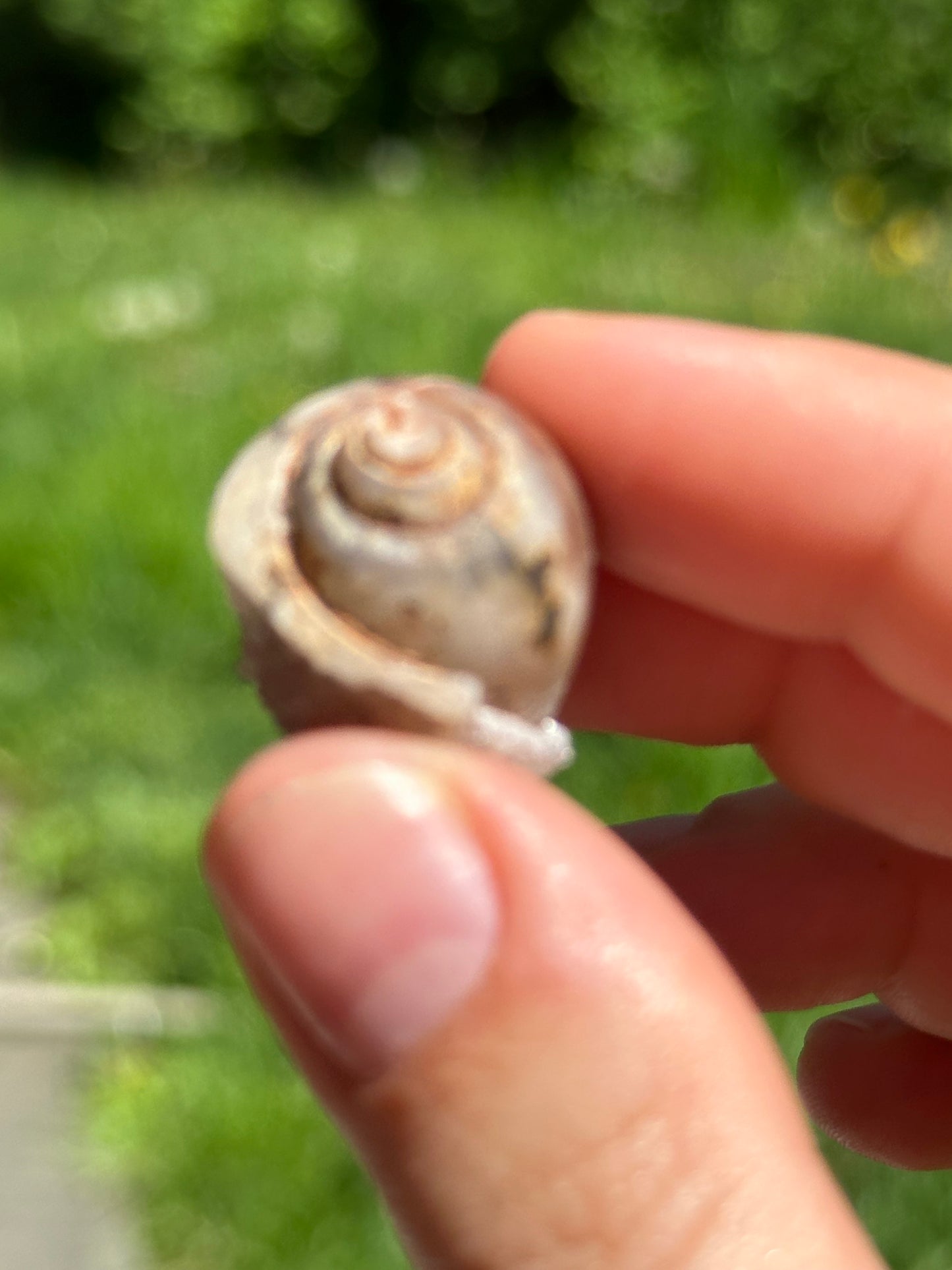 Crystallized shell | India
