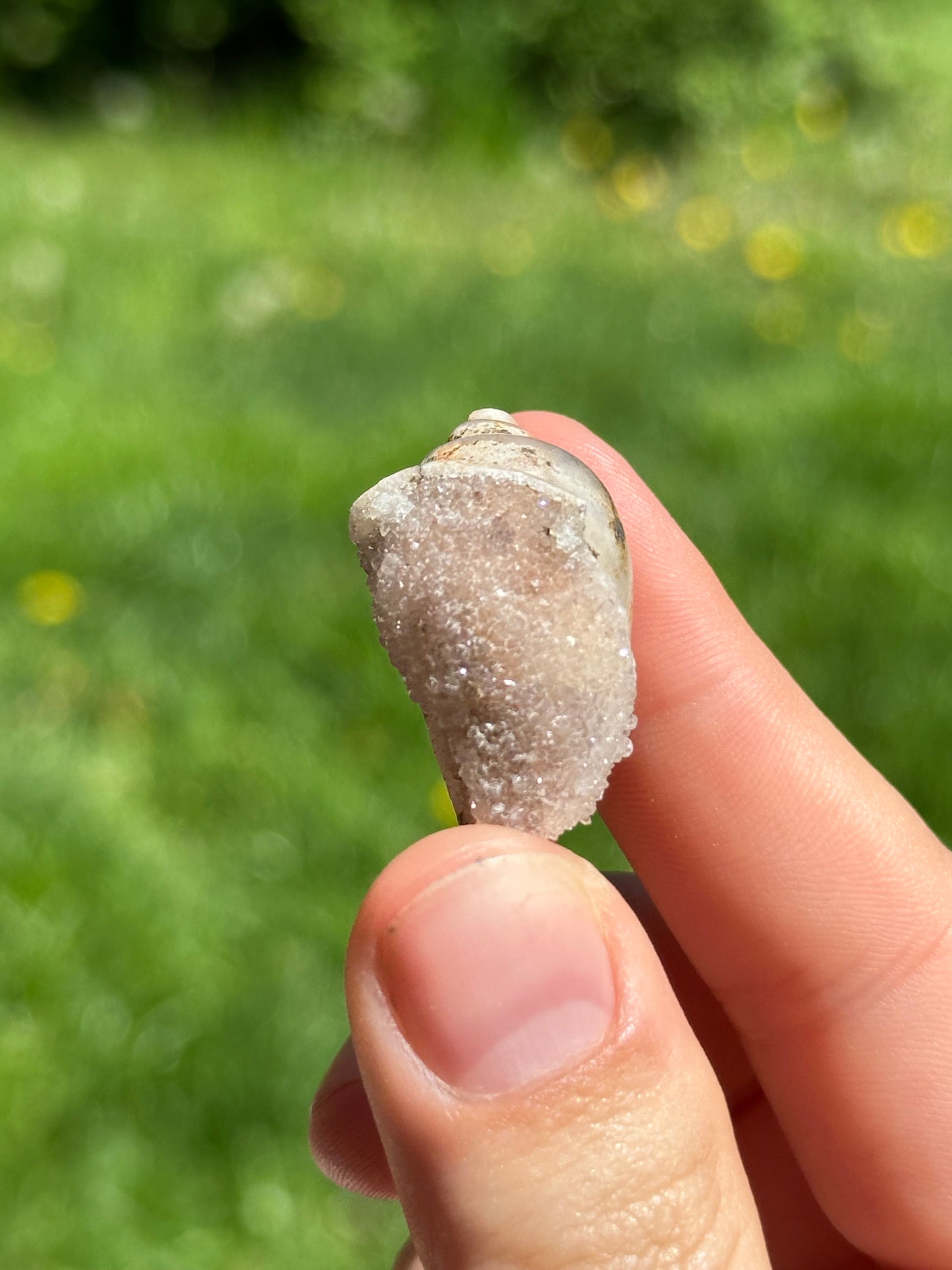 Crystallized shell | India