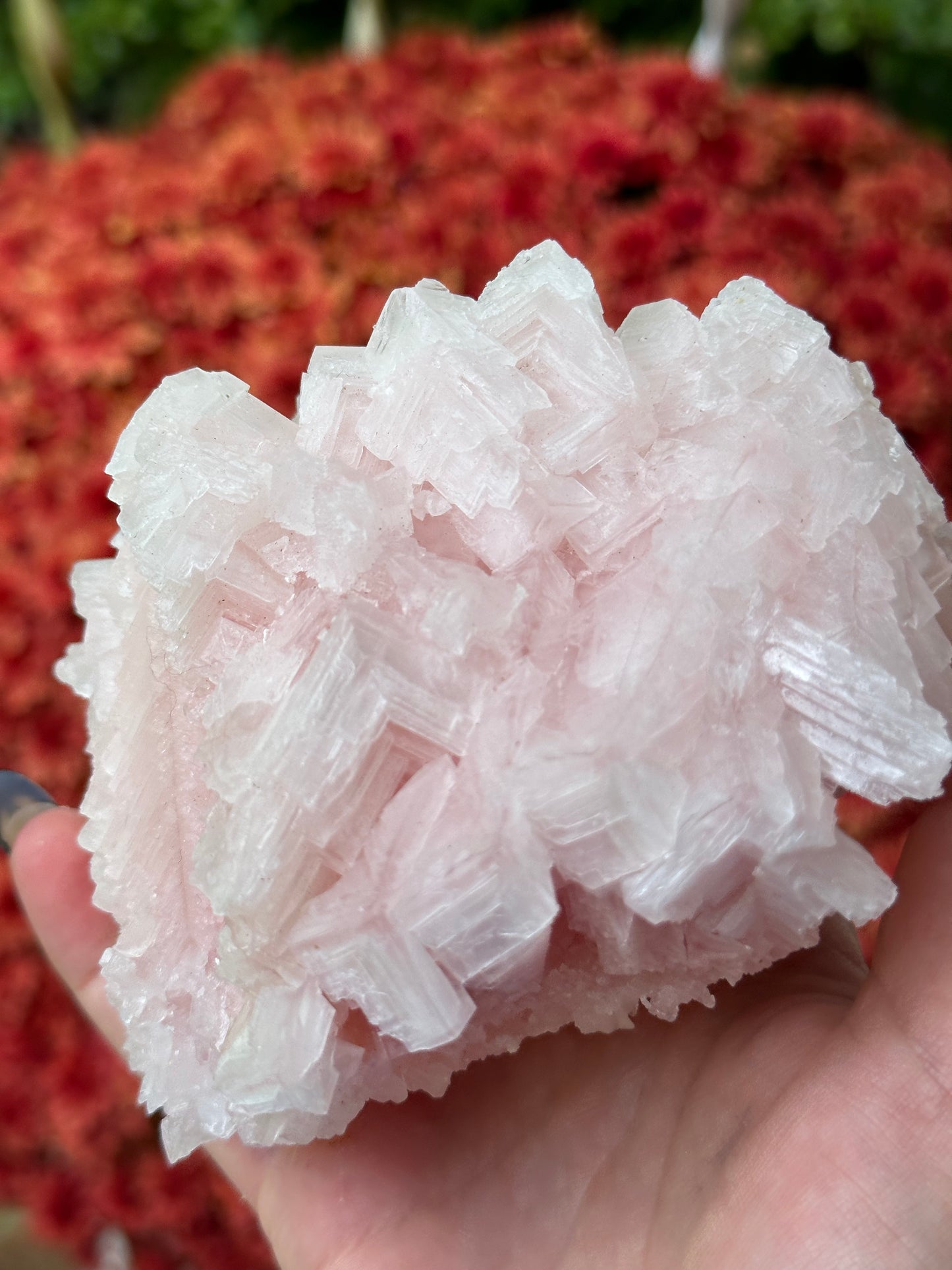 Pink Halite