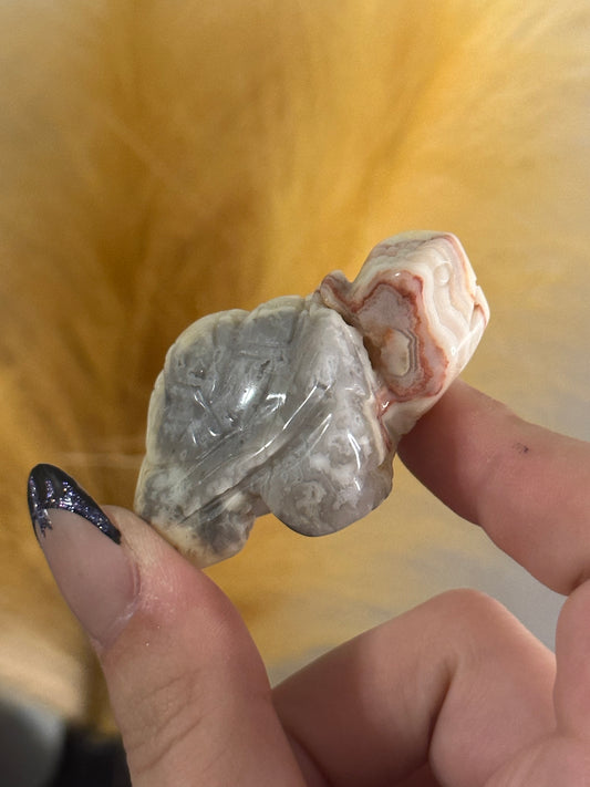 Crazy Lace Agate Tortoise