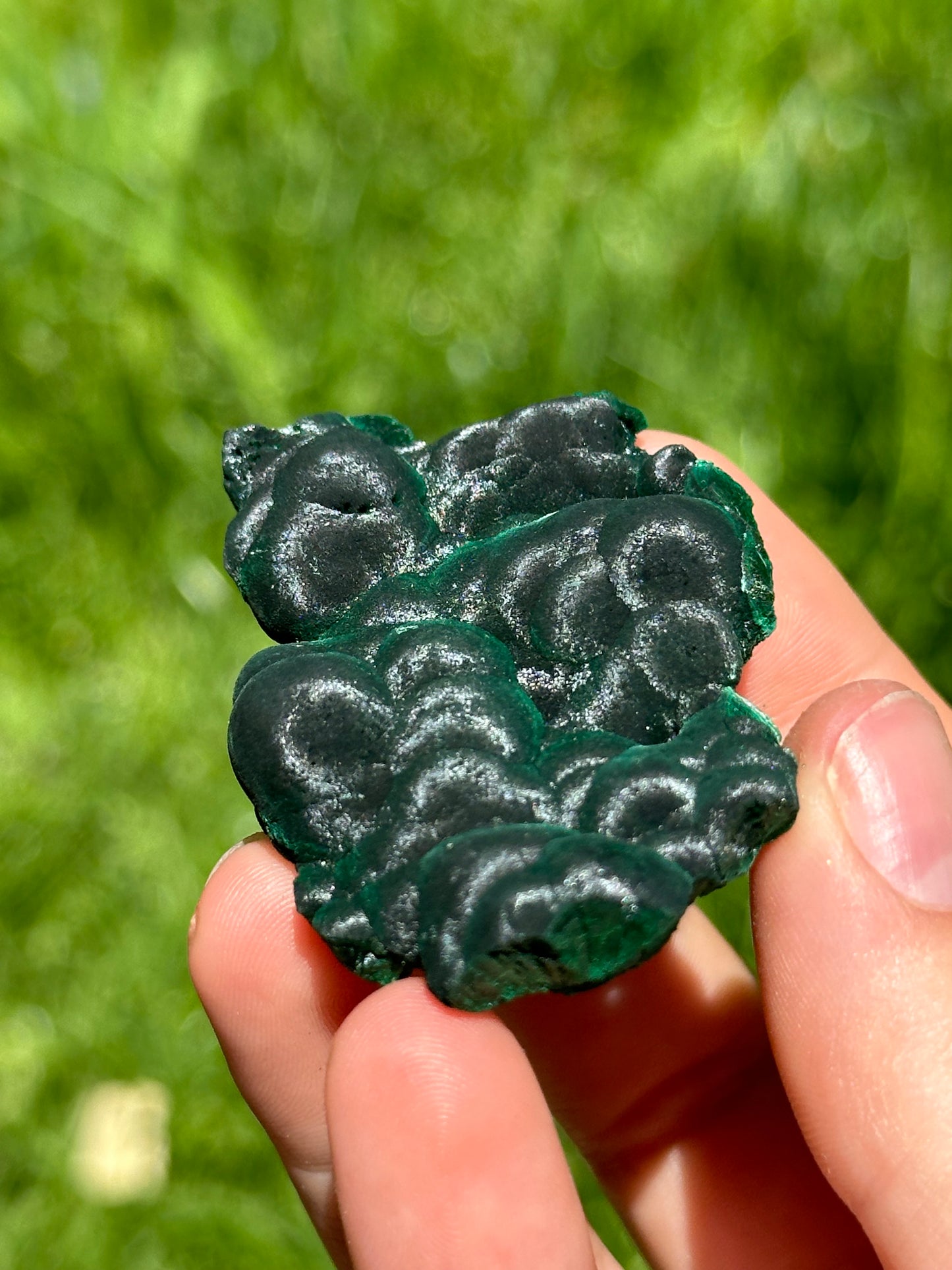 Velvet malachite