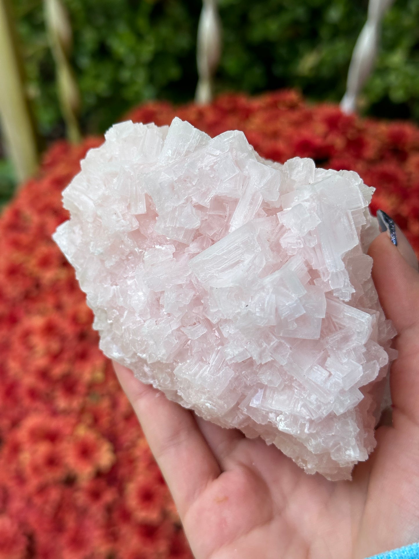 Pink Halite