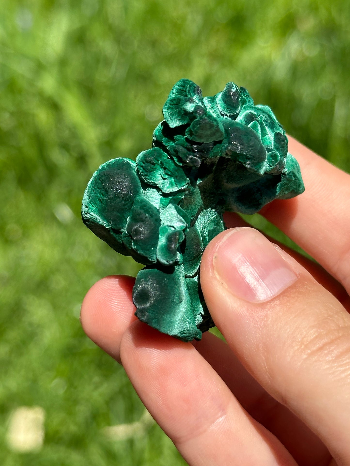 Velvet malachite