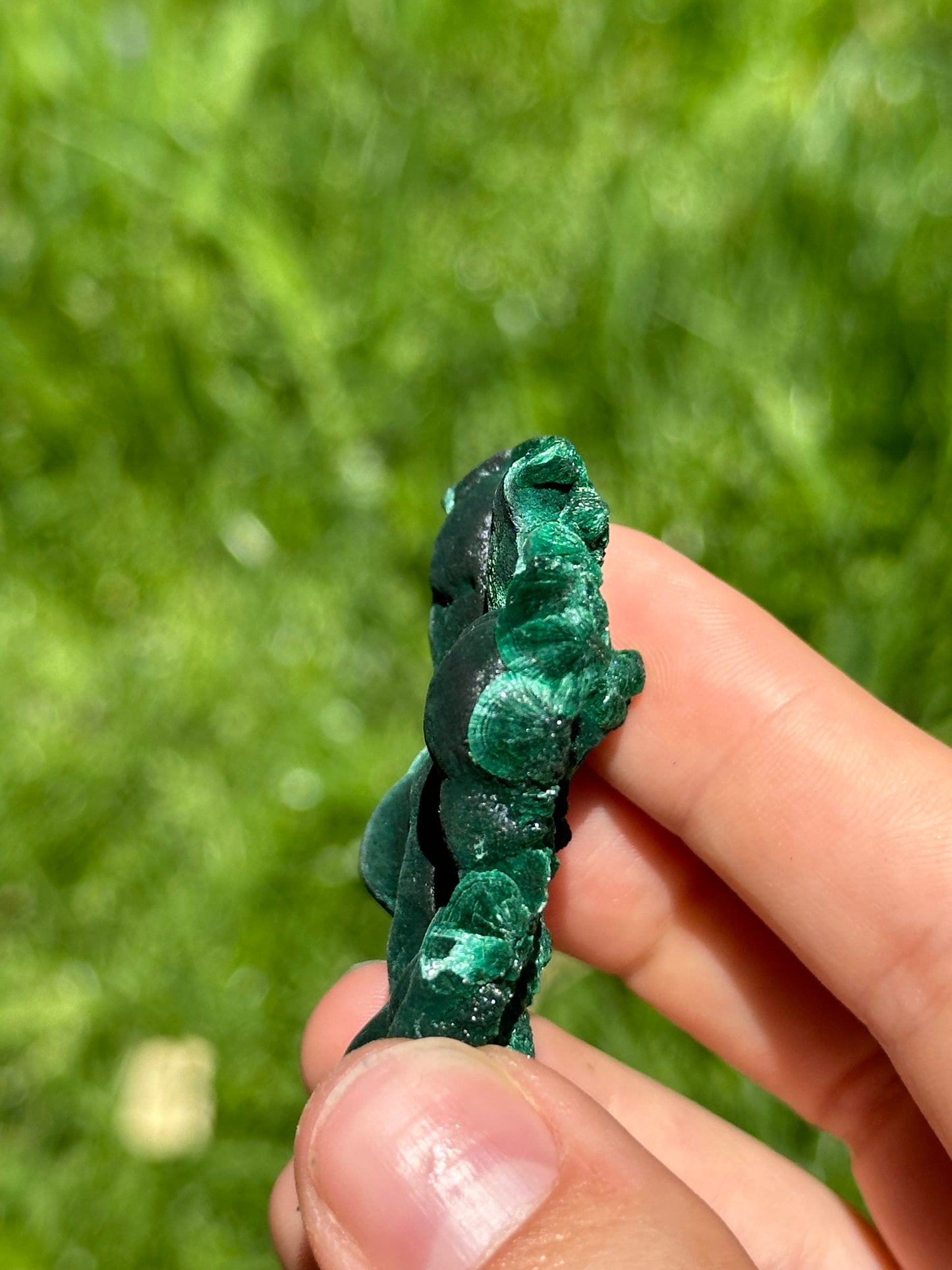 Velvet malachite