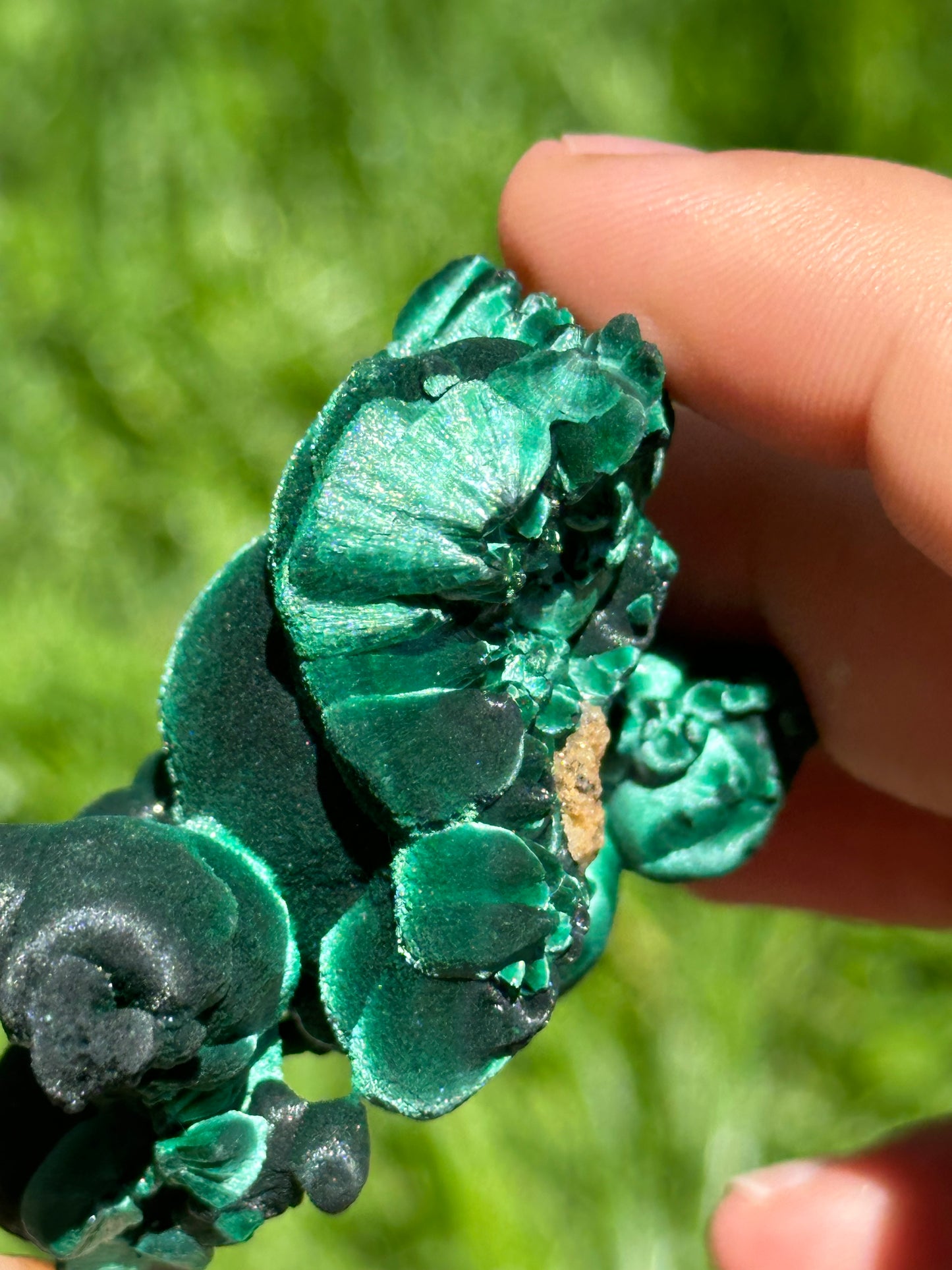 Velvet malachite