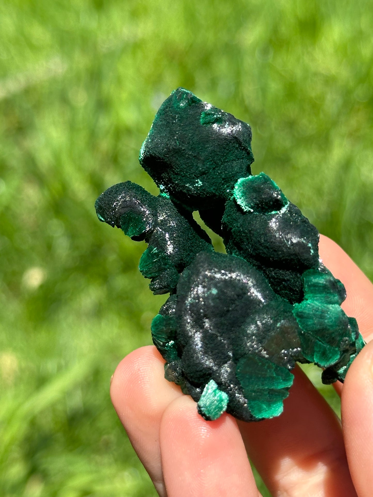 Velvet malachite