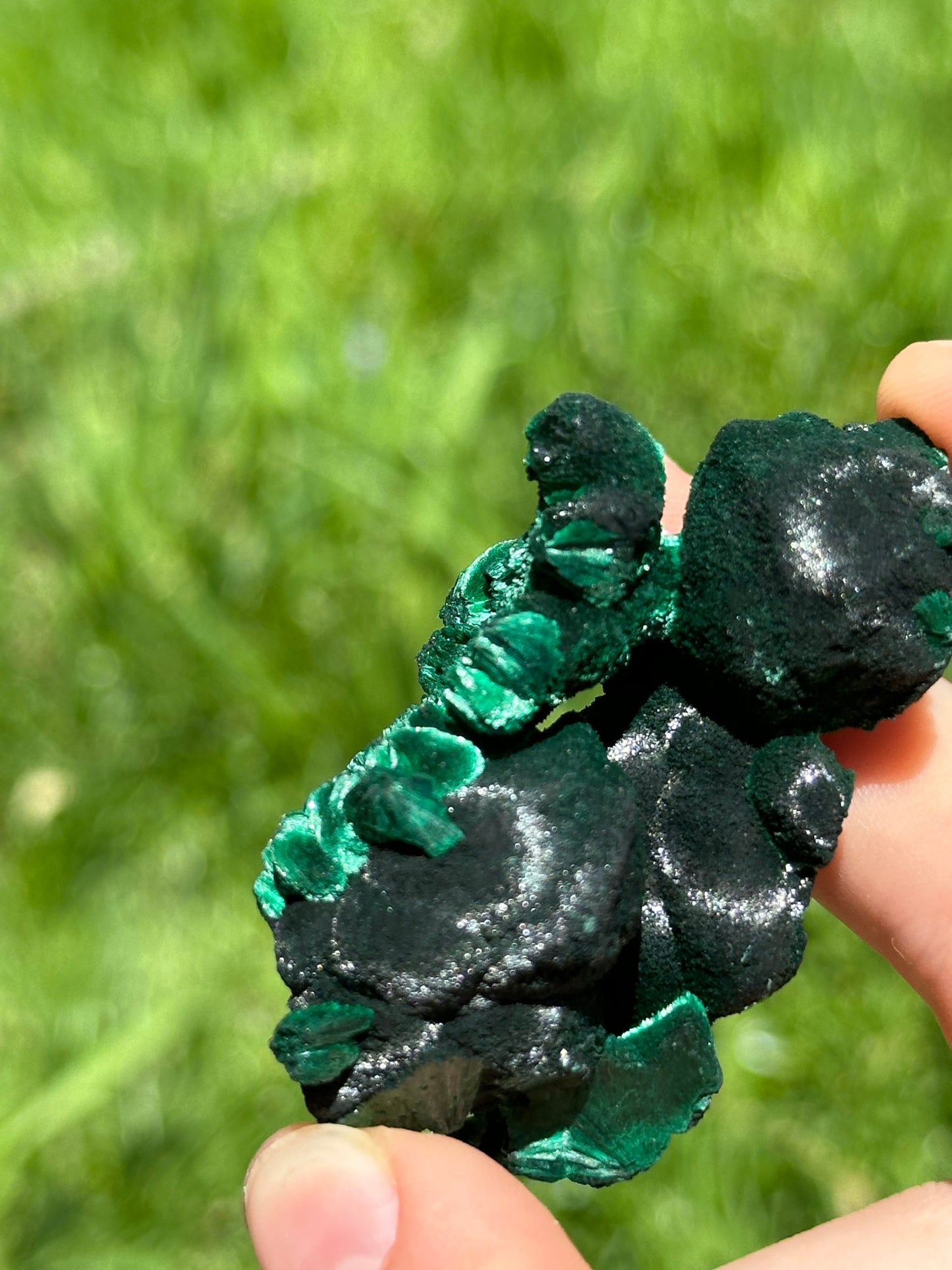 Velvet malachite