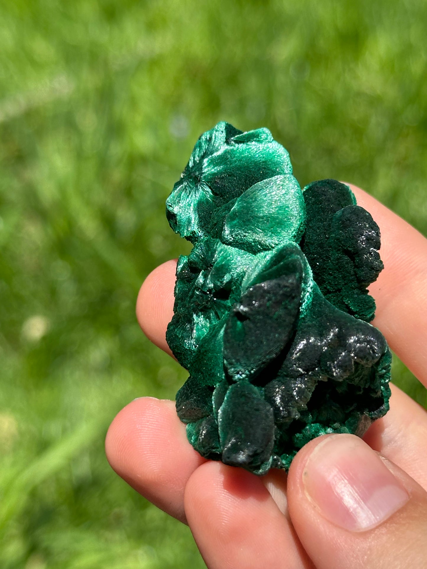 Velvet malachite