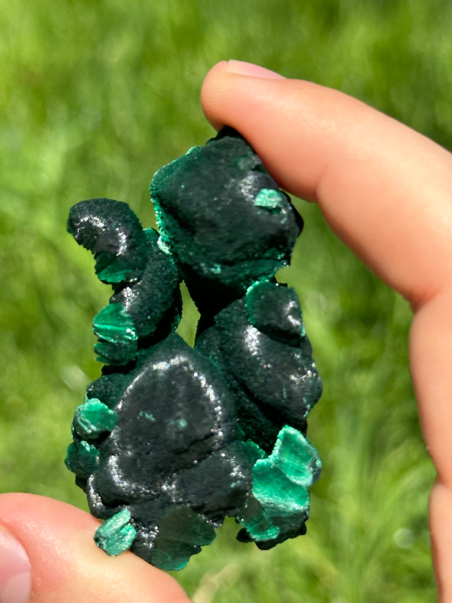 Velvet malachite