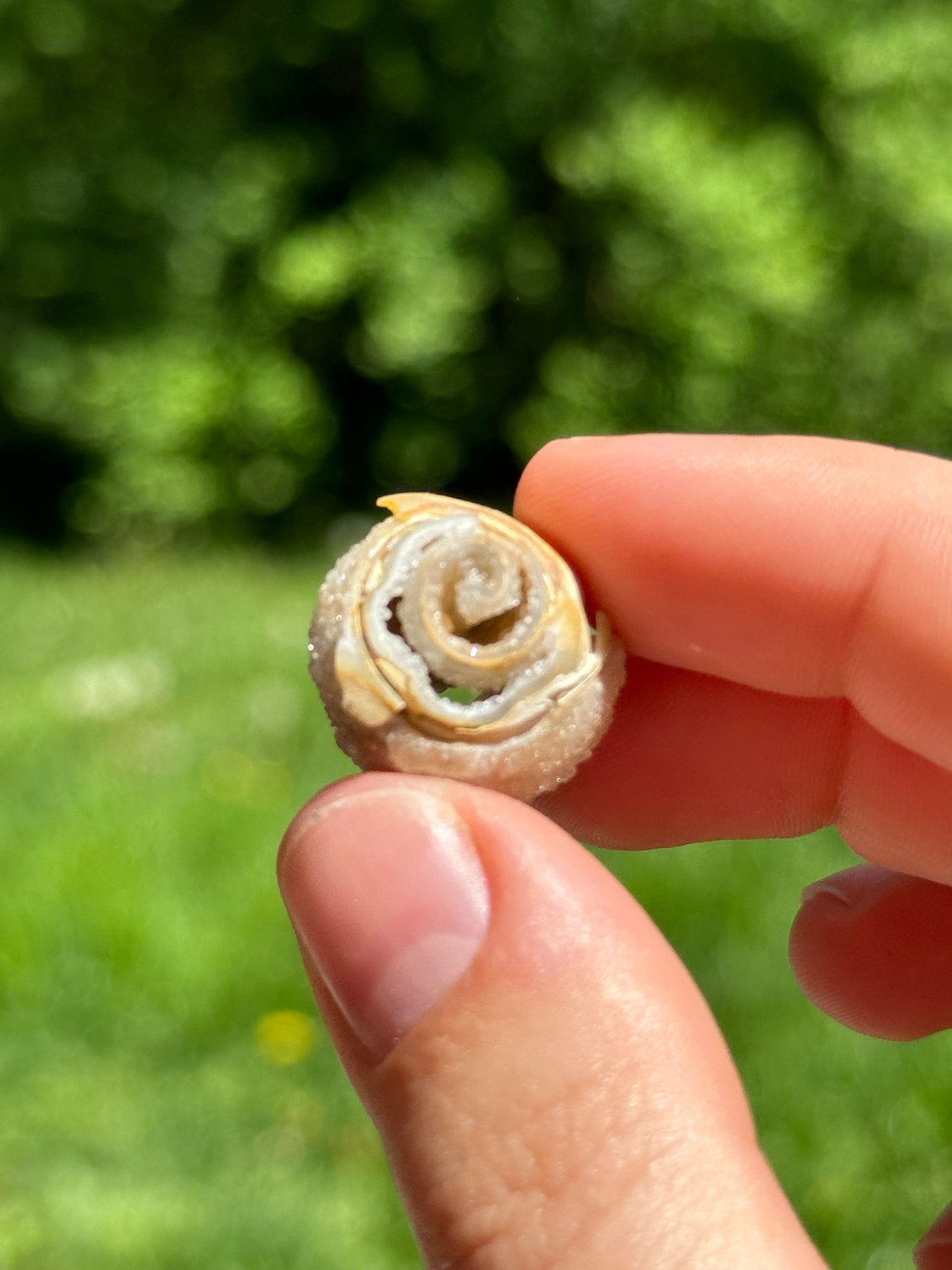 Crystallized shell | India
