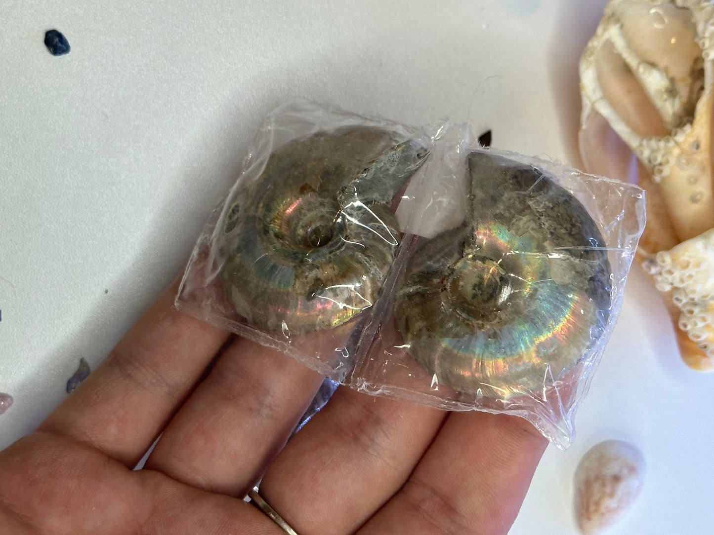 Ammonite Fossils (Pair)