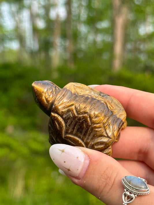 Tigers Eye Turtle