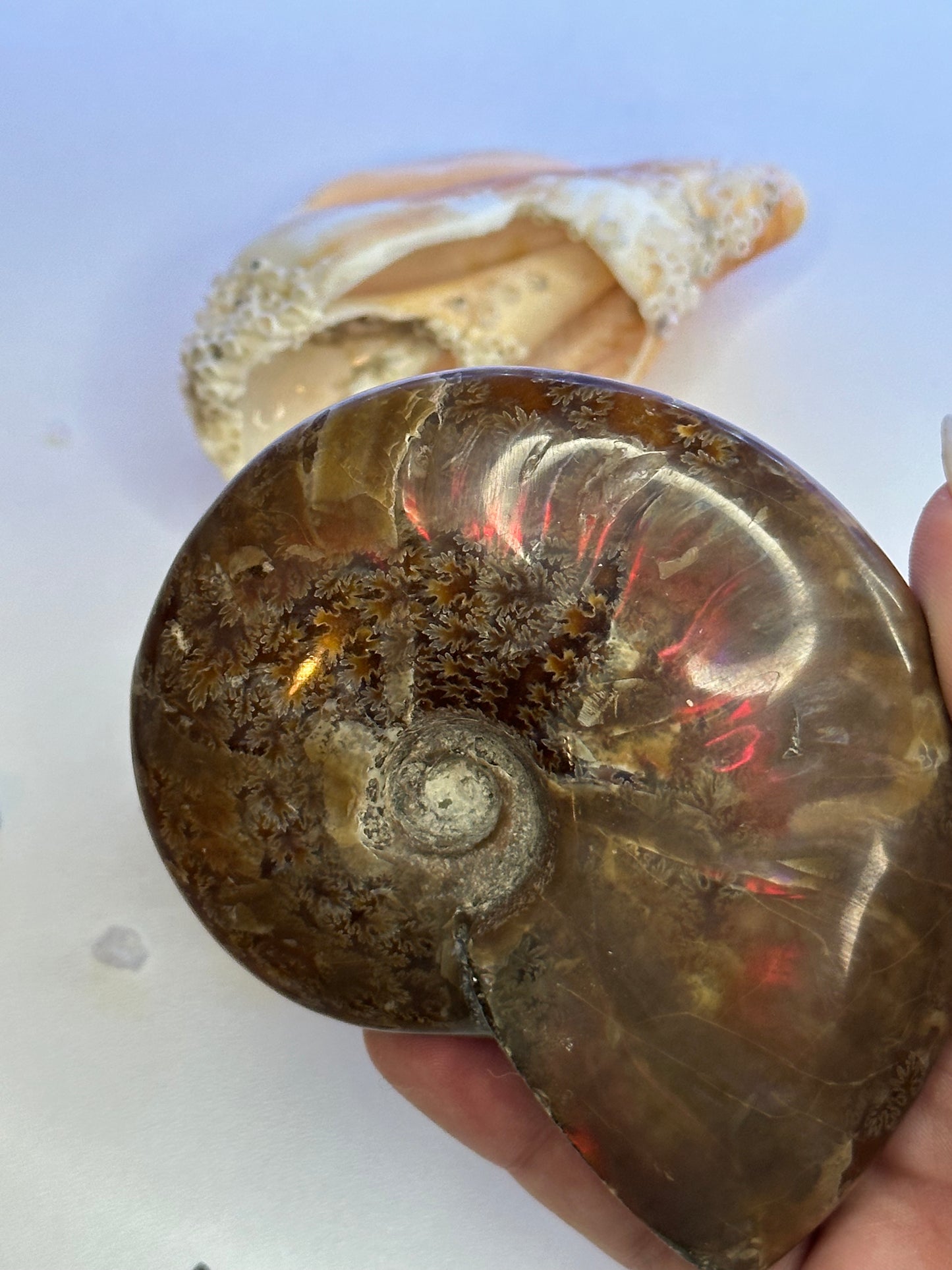 Ammonite Fossil