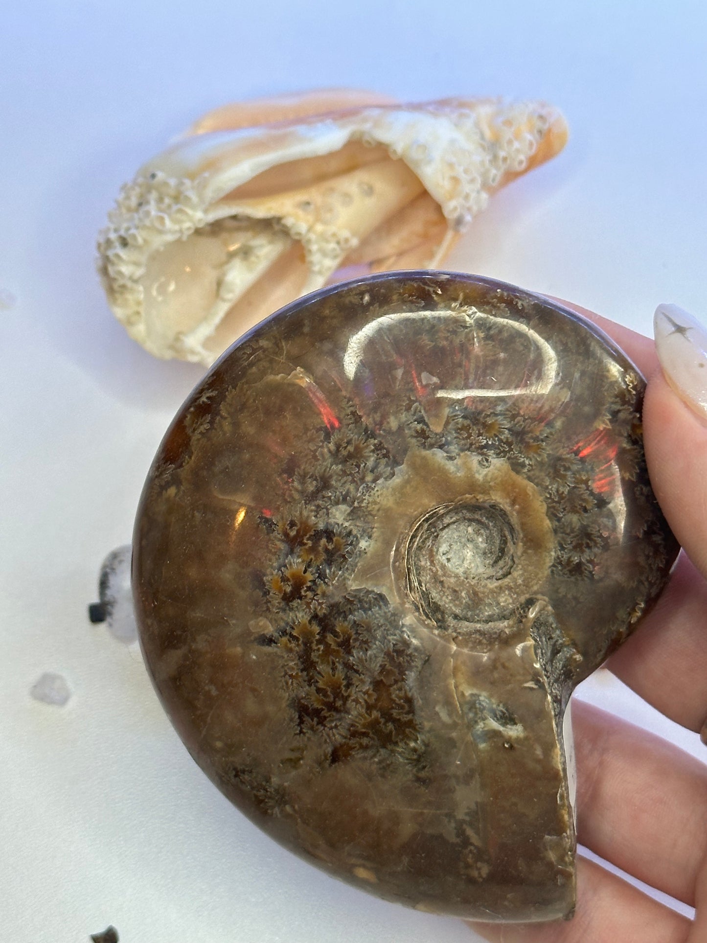 Ammonite Fossil