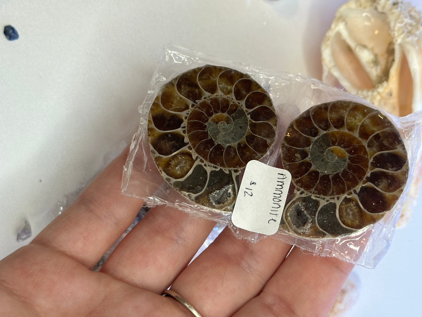 Ammonite Fossils (Pair)