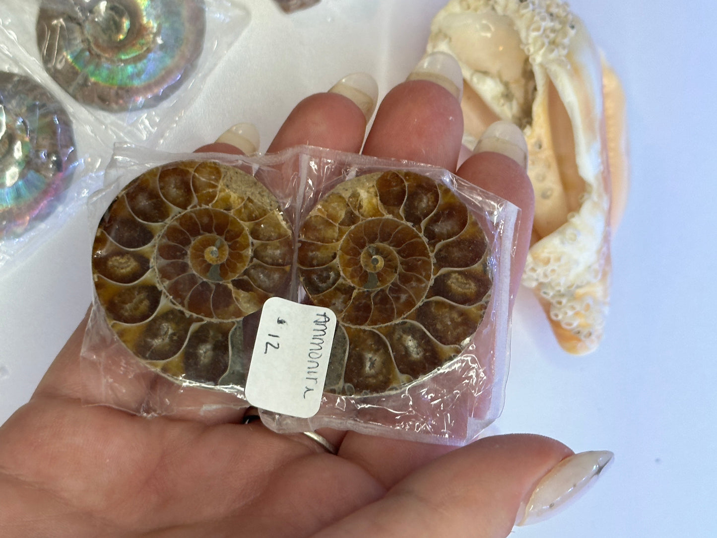 Ammonite Fossils (Pair)