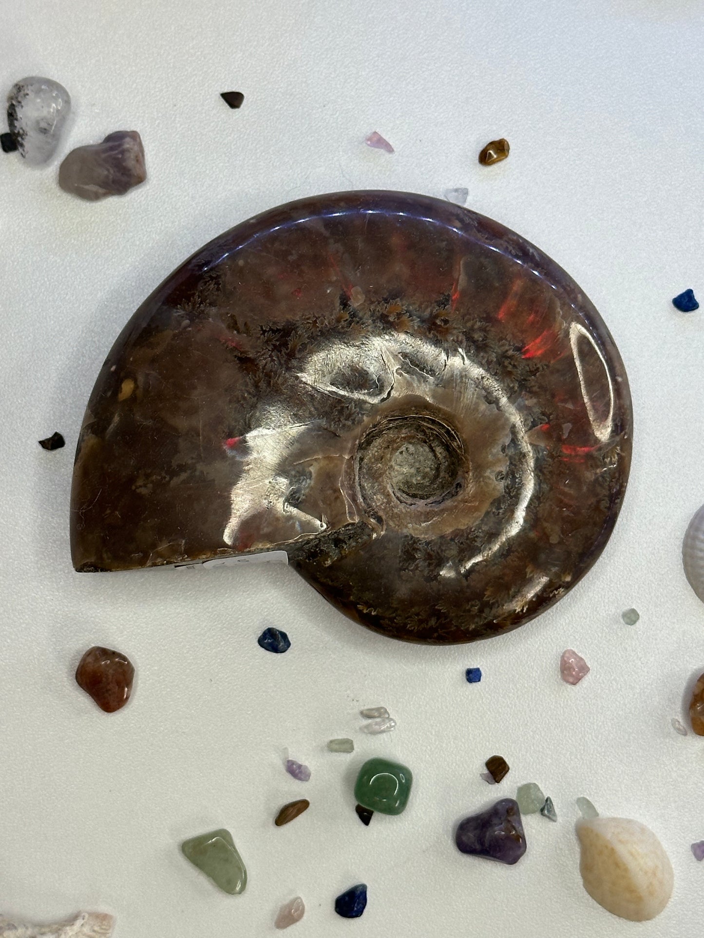 Ammonite Fossil