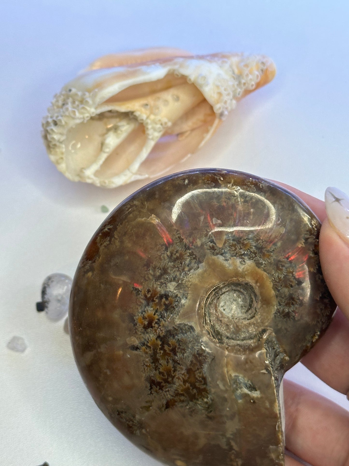 Ammonite Fossil