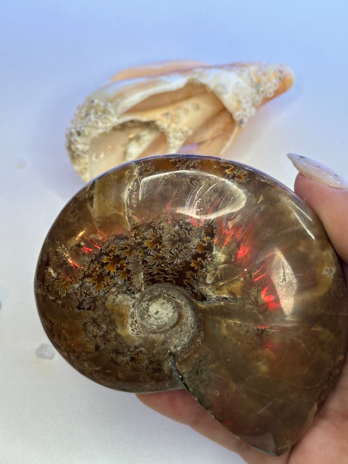 Ammonite Fossil